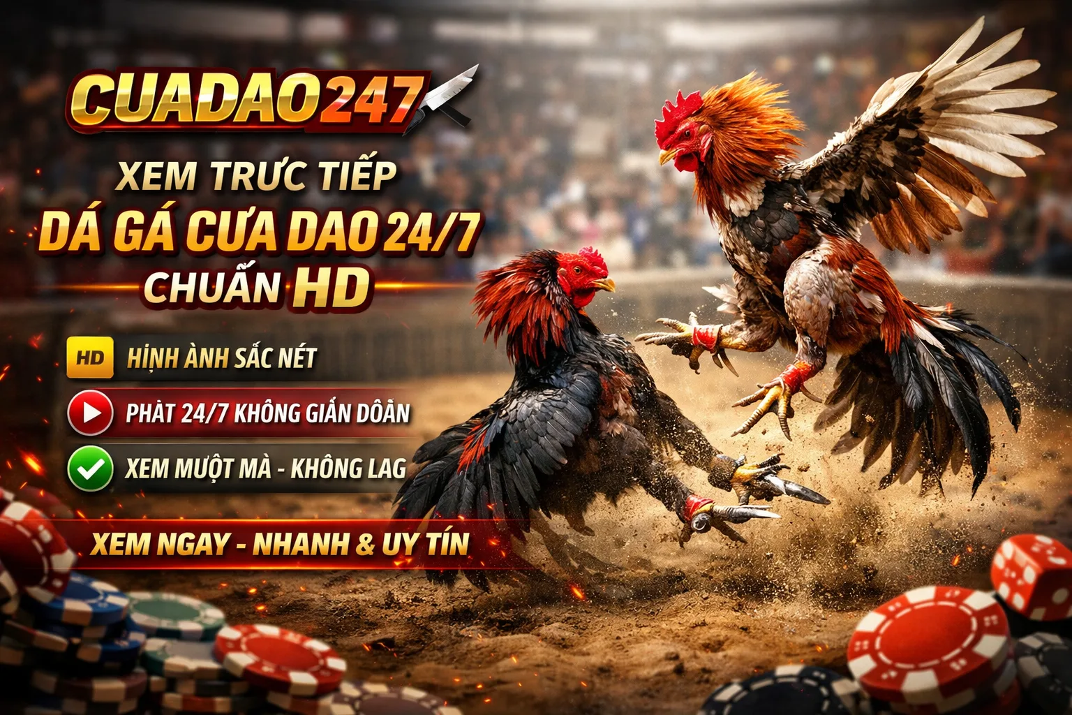 Gà Việt đá cựa dao trong nội dung minh họa về nhận diện và chăm sóc