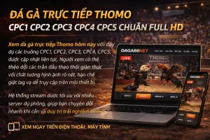 Đá Gà Trực Tiếp Thomo Gà Béo – Trận Đá Gà Hay Nhất